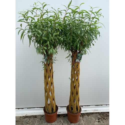 2 - TWO SALIX LIVING WILLOW TREES IN 7.5 LTR POTS OVER 2 METRES IN HEIGHT TO BE SOLD FOR THE TWO PLUS VA... 