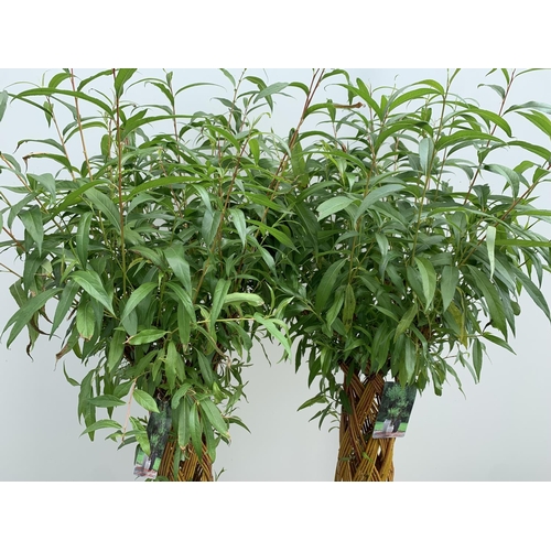 2 - TWO SALIX LIVING WILLOW TREES IN 7.5 LTR POTS OVER 2 METRES IN HEIGHT TO BE SOLD FOR THE TWO PLUS VA... 