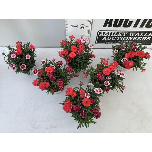 20 - SIX POTS OF DIANTHUS TRIO MIXED WITH THREE VARIETIES IN EACH POT SIZE P15 HEIGHT 30CM TO BE SOLD FOR... 