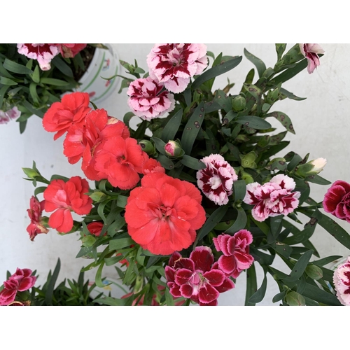 20 - SIX POTS OF DIANTHUS TRIO MIXED WITH THREE VARIETIES IN EACH POT SIZE P15 HEIGHT 30CM TO BE SOLD FOR... 