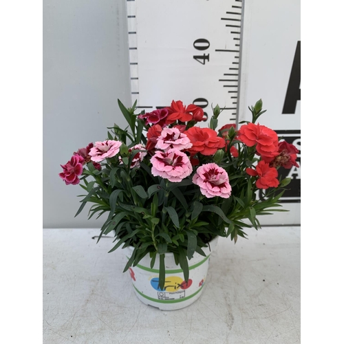 20 - SIX POTS OF DIANTHUS TRIO MIXED WITH THREE VARIETIES IN EACH POT SIZE P15 HEIGHT 30CM TO BE SOLD FOR... 