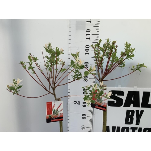 23 - TWO STANDARD SALIX INTEGRA 'FLAMINGO' OVER 110CM IN HEIGHT IN 3 LTR POTS PLUS VAT TO BE SOLD FOR THE... 