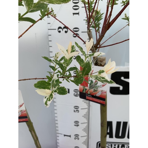 23 - TWO STANDARD SALIX INTEGRA 'FLAMINGO' OVER 110CM IN HEIGHT IN 3 LTR POTS PLUS VAT TO BE SOLD FOR THE... 