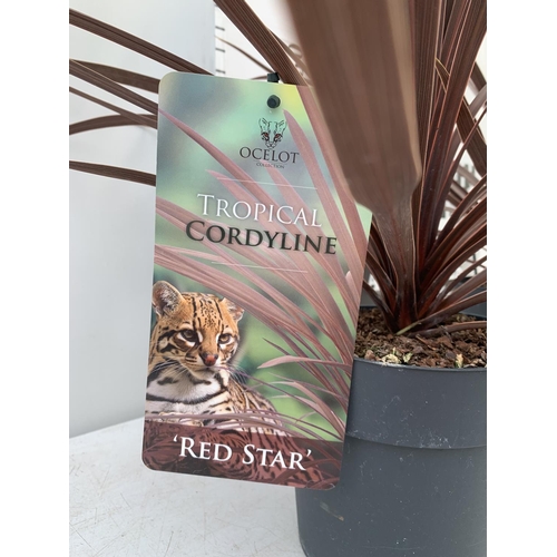 31 - TWO CORDYLINE AUSTRALIS RED STAR IN 2 LTR POTS HEIGHT 80CM PLUS VAT TO BE SOLD FOR THE TWO