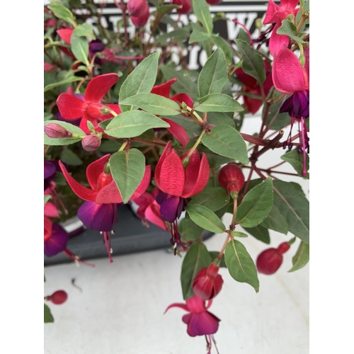 37 - NINE FUCHSIA BELLA IN 20CM POTS 20-30CM TALL TO BE SOLD FOR THE NINE PLUS VAT