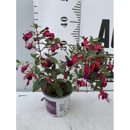 37 - NINE FUCHSIA BELLA IN 20CM POTS 20-30CM TALL TO BE SOLD FOR THE NINE PLUS VAT