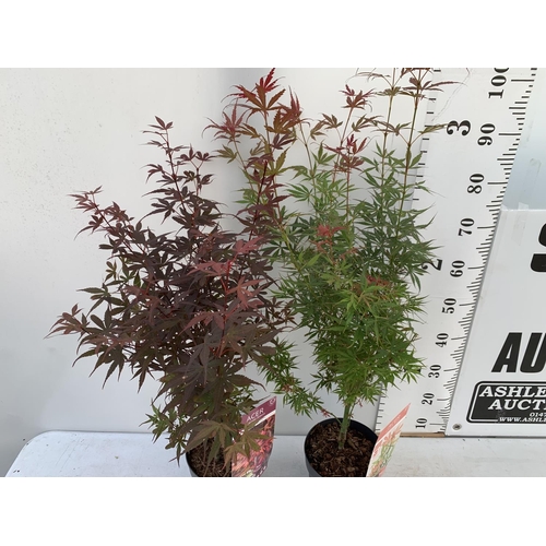 4 - TWO ACER PALMATUM JAPANESE JEWELS IN 3 LTR POTS TO INCLUDE A JERRE SCHWARTZ AND A SKEETERS BROOM OVE... 