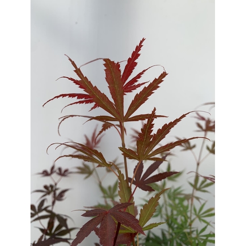 4 - TWO ACER PALMATUM JAPANESE JEWELS IN 3 LTR POTS TO INCLUDE A JERRE SCHWARTZ AND A SKEETERS BROOM OVE... 