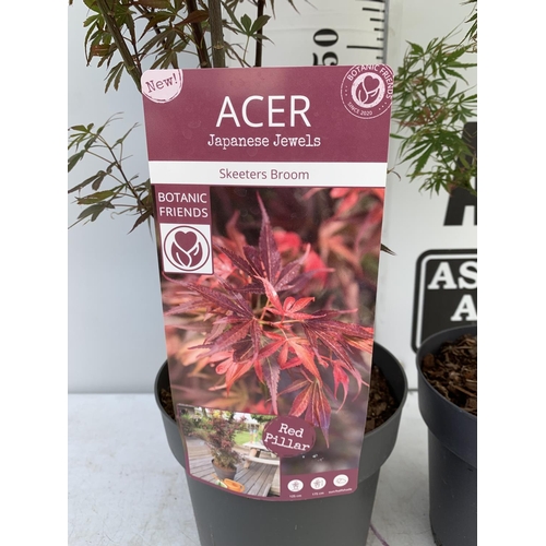 4 - TWO ACER PALMATUM JAPANESE JEWELS IN 3 LTR POTS TO INCLUDE A JERRE SCHWARTZ AND A SKEETERS BROOM OVE... 