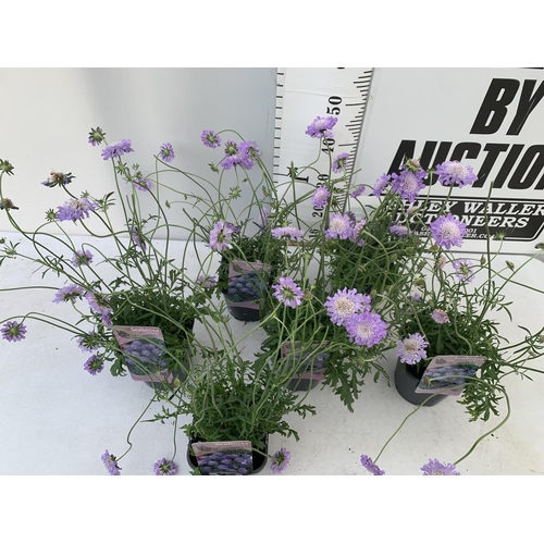 41 - SIX SCABIOSA BUTTERFLY BLUE IN 2 LTR POTS 50-60CM TALL TO BE SOLD FOR THE SIX PLUS VAT