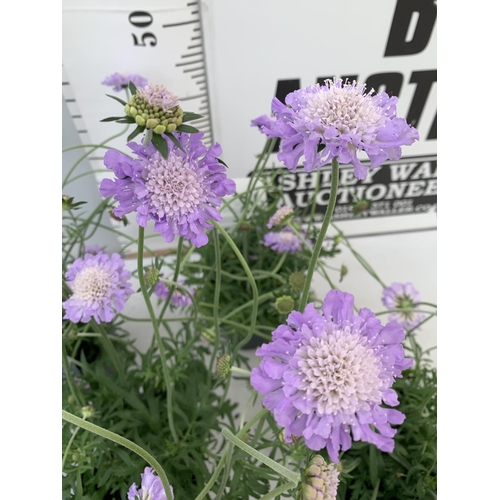 41 - SIX SCABIOSA BUTTERFLY BLUE IN 2 LTR POTS 50-60CM TALL TO BE SOLD FOR THE SIX PLUS VAT