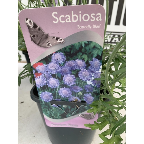 41 - SIX SCABIOSA BUTTERFLY BLUE IN 2 LTR POTS 50-60CM TALL TO BE SOLD FOR THE SIX PLUS VAT