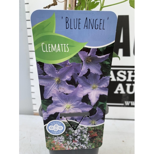 46 - TWO CLEMATIS 'BLUE ANGEL' ONE HEIGHT APPROX 1.5M AND ONE 60CM IN 1 LTR POTS PLUS VAT TO BE SOLD FOR ... 