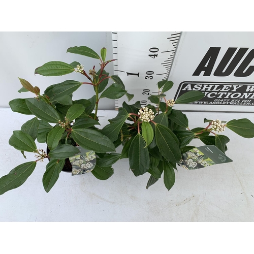 48 - TWO VIBURNUM 'DAVIDII' IN 2 LTR POTS APPROX 45CM IN HEIGHT TO BE SOLD FOR THE TWO PLUS VAT