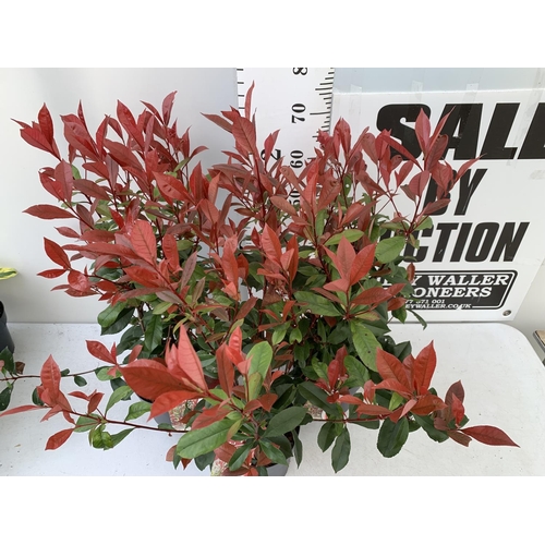 49 - THREE PHOTINIA 'CARRE ROUGE' IN 3 LTR POTS APPROX 80CM IN HEIGHT PLUS VAT TO BE SOLD FOR THE THREE