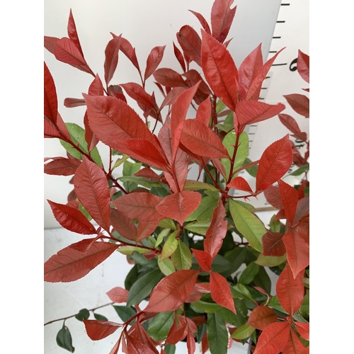 49 - THREE PHOTINIA 'CARRE ROUGE' IN 3 LTR POTS APPROX 80CM IN HEIGHT PLUS VAT TO BE SOLD FOR THE THREE