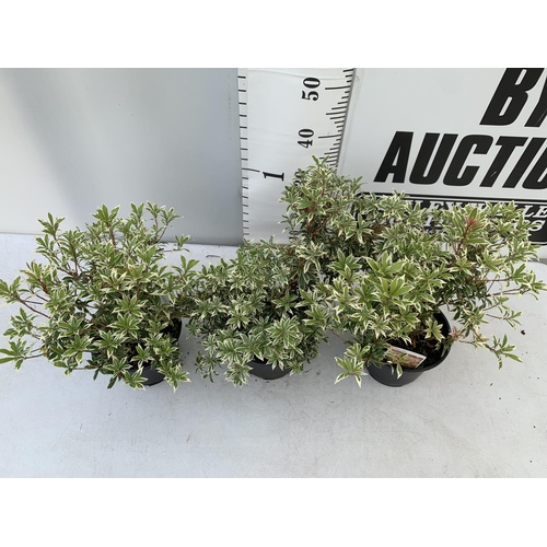 51 - THREE PIERIS LITTLE HEATH 45CM TALL IN 2 LTR POTS TO BE SOLD FOR THE THREE PLUS VAT