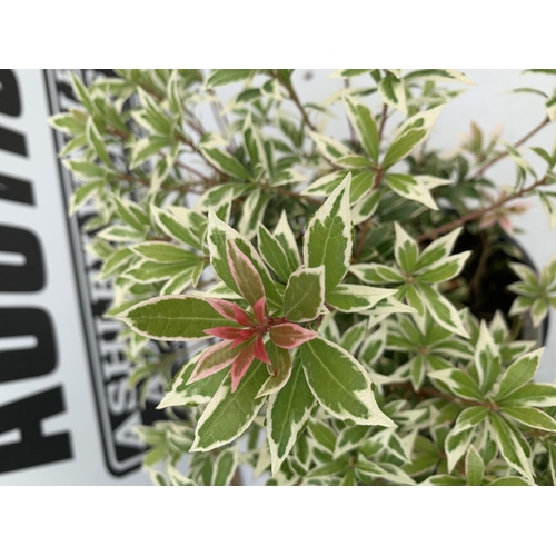 51 - THREE PIERIS LITTLE HEATH 45CM TALL IN 2 LTR POTS TO BE SOLD FOR THE THREE PLUS VAT