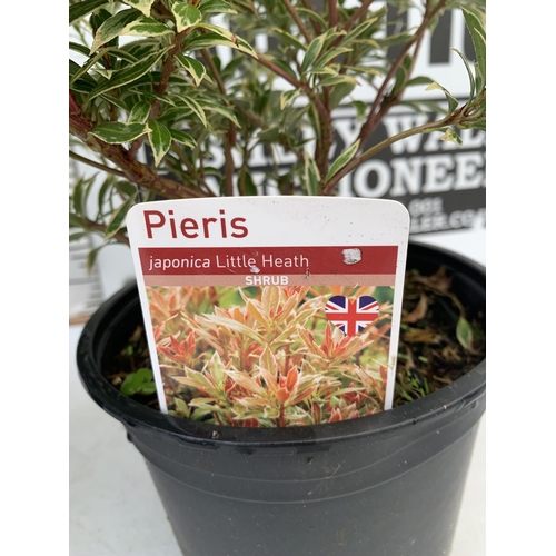 51 - THREE PIERIS LITTLE HEATH 45CM TALL IN 2 LTR POTS TO BE SOLD FOR THE THREE PLUS VAT