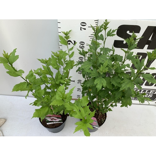 53 - TWO HIBISCUS SYRIACUS PINK 'DUC DE BRABANT' AND 'HAMABO' LIGHT PINK/WHITE APPROX 80CM IN HEIGHT IN 3... 