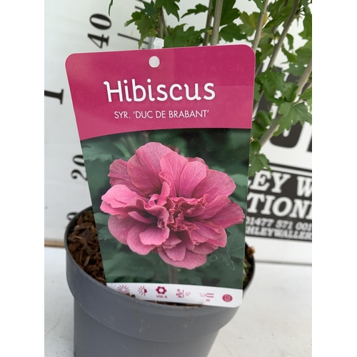 53 - TWO HIBISCUS SYRIACUS PINK 'DUC DE BRABANT' AND 'HAMABO' LIGHT PINK/WHITE APPROX 80CM IN HEIGHT IN 3... 