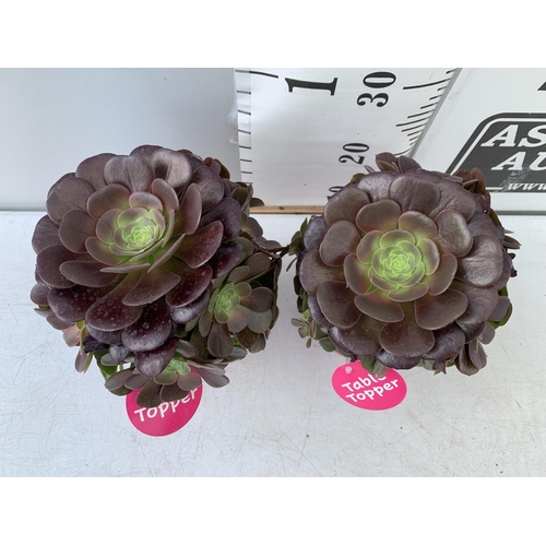 58 - TWO AEONIUM ARBOREUM VELOURS IN 1 LTR POTS 30CM IN HEIGHT PLUS VAT TO BE SOLD FOR THE TWO