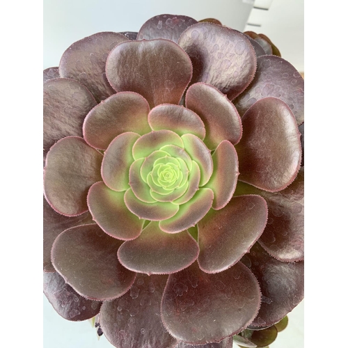 58 - TWO AEONIUM ARBOREUM VELOURS IN 1 LTR POTS 30CM IN HEIGHT PLUS VAT TO BE SOLD FOR THE TWO