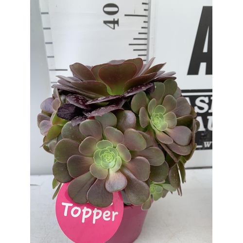 58 - TWO AEONIUM ARBOREUM VELOURS IN 1 LTR POTS 30CM IN HEIGHT PLUS VAT TO BE SOLD FOR THE TWO