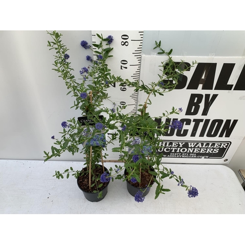 59 - TWO CEANOTHUS 'CONCHA' ON A PYRAMID FRAM IN FLOWER IN 2 LTR POTS WITH CARD APPROX 75CM IN HEIGHT PLU... 