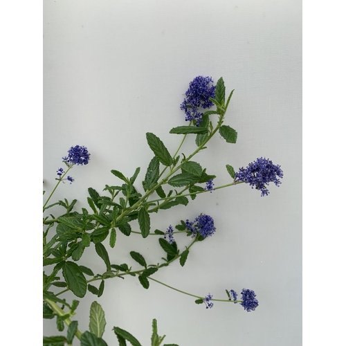 59 - TWO CEANOTHUS 'CONCHA' ON A PYRAMID FRAM IN FLOWER IN 2 LTR POTS WITH CARD APPROX 75CM IN HEIGHT PLU... 