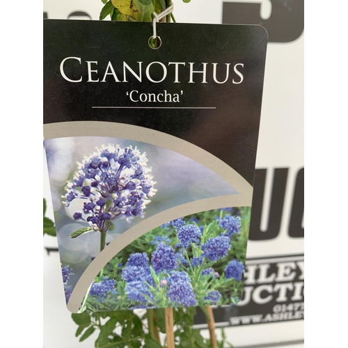 59 - TWO CEANOTHUS 'CONCHA' ON A PYRAMID FRAM IN FLOWER IN 2 LTR POTS WITH CARD APPROX 75CM IN HEIGHT PLU... 