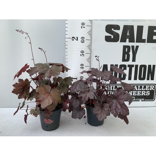 60 - TWO PURPLE HEUCHERA 'CARNIVAL' IN 2 LTR POTS HEIGHT 45CM PLUS VAT TO BE SOLD FOR THE TWO