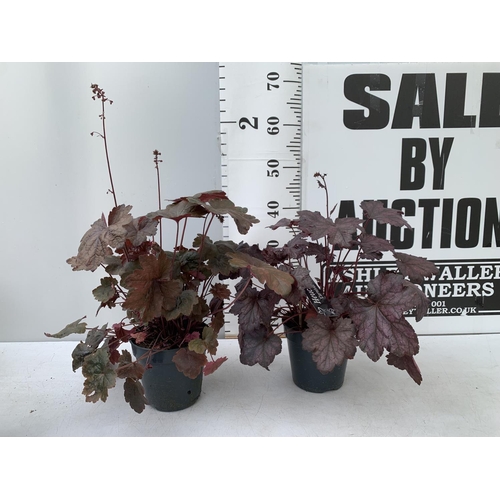 60 - TWO PURPLE HEUCHERA 'CARNIVAL' IN 2 LTR POTS HEIGHT 45CM PLUS VAT TO BE SOLD FOR THE TWO