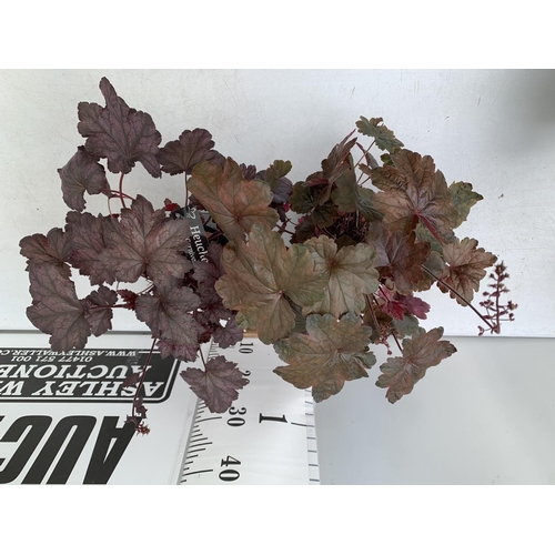 60 - TWO PURPLE HEUCHERA 'CARNIVAL' IN 2 LTR POTS HEIGHT 45CM PLUS VAT TO BE SOLD FOR THE TWO