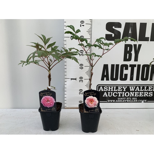 61 - TWO JAPANESE TREE PEONIES PINK AND LIGHT PINK IN 1 LTR POTS HEIGHT 60CM PLUS VAT TO BE SOLD FOR THE ... 