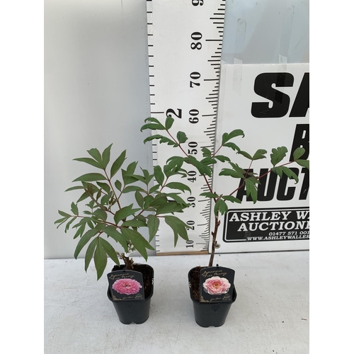 61 - TWO JAPANESE TREE PEONIES PINK AND LIGHT PINK IN 1 LTR POTS HEIGHT 60CM PLUS VAT TO BE SOLD FOR THE ... 