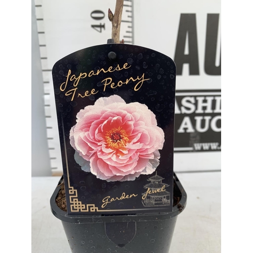 61 - TWO JAPANESE TREE PEONIES PINK AND LIGHT PINK IN 1 LTR POTS HEIGHT 60CM PLUS VAT TO BE SOLD FOR THE ... 