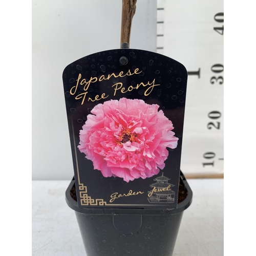 61 - TWO JAPANESE TREE PEONIES PINK AND LIGHT PINK IN 1 LTR POTS HEIGHT 60CM PLUS VAT TO BE SOLD FOR THE ... 