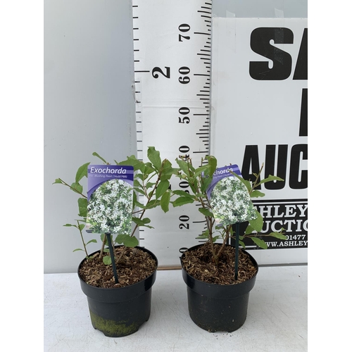 62 - TWO EXOCHORDA BLUSHING PEARL IN 2 LTR POTS 40CM TALL PLUS VAT TO BE SOLD FOR THE TWO