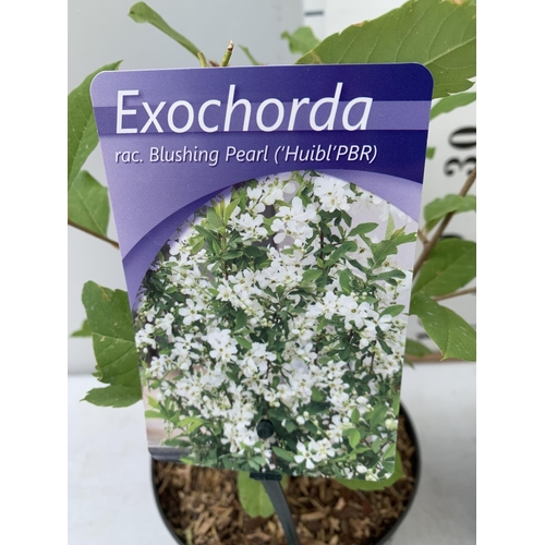 62 - TWO EXOCHORDA BLUSHING PEARL IN 2 LTR POTS 40CM TALL PLUS VAT TO BE SOLD FOR THE TWO