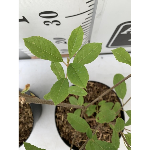 62 - TWO EXOCHORDA BLUSHING PEARL IN 2 LTR POTS 40CM TALL PLUS VAT TO BE SOLD FOR THE TWO