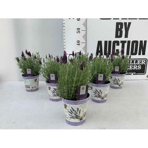 64 - SIX LAVENDULA LAVENDER ST ANOUK COLLECTION IN DECORATIVE METAL POTS TO BE SOLD FOR THE SIX NO VAT