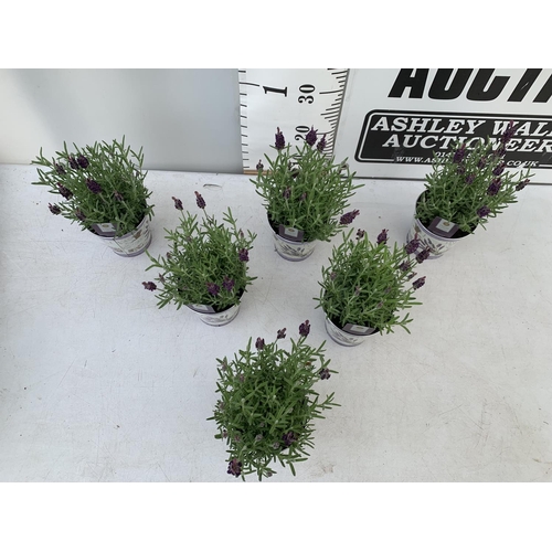 64 - SIX LAVENDULA LAVENDER ST ANOUK COLLECTION IN DECORATIVE METAL POTS TO BE SOLD FOR THE SIX NO VAT