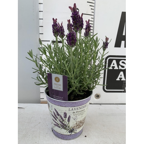 64 - SIX LAVENDULA LAVENDER ST ANOUK COLLECTION IN DECORATIVE METAL POTS TO BE SOLD FOR THE SIX NO VAT