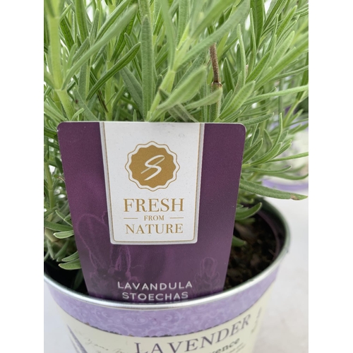 64 - SIX LAVENDULA LAVENDER ST ANOUK COLLECTION IN DECORATIVE METAL POTS TO BE SOLD FOR THE SIX NO VAT