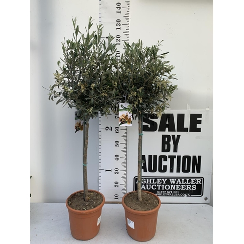 65 - TWO OLIVE EUROPEA STANDARD TREES APPROX 120CM IN HEIGHT IN 3LTR POTS NO VAT TO BE SOLD FOR THE TWO