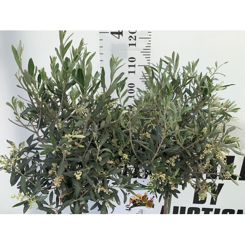 65 - TWO OLIVE EUROPEA STANDARD TREES APPROX 120CM IN HEIGHT IN 3LTR POTS NO VAT TO BE SOLD FOR THE TWO