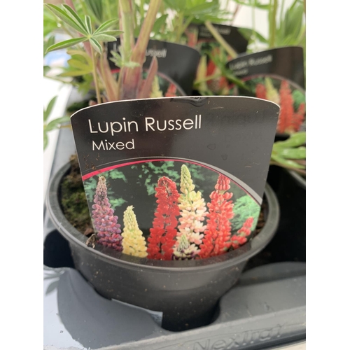 66 - SIX LUPIN RUSSELL MIXED COLOURS ON A TRAY APPROX 40CM IN HEIGHT PLUS VAT TO BE SOLD FOR THE SIX