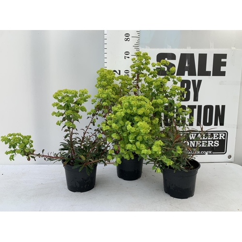 67 - THREE EUPHORBIA PURPUREA 60CM IN HEIGHT IN 2 LTR POTS PLUS VAT TO BE SOLD FOR THE THREE