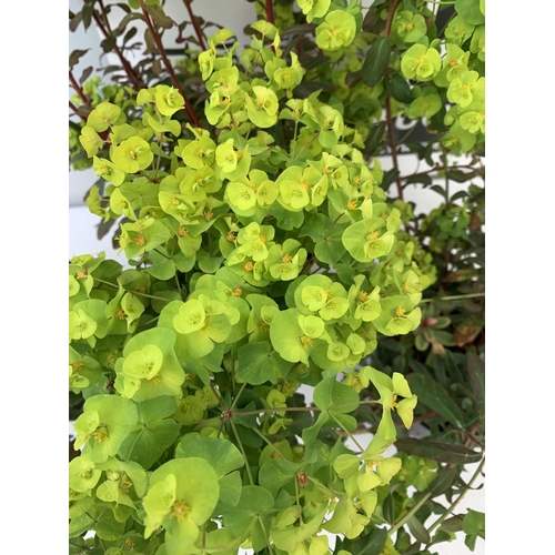 67 - THREE EUPHORBIA PURPUREA 60CM IN HEIGHT IN 2 LTR POTS PLUS VAT TO BE SOLD FOR THE THREE